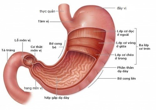 Bệnh đau dạ dày, viêm loét dạ dày tá tràng nên kiêng ăn gì ?